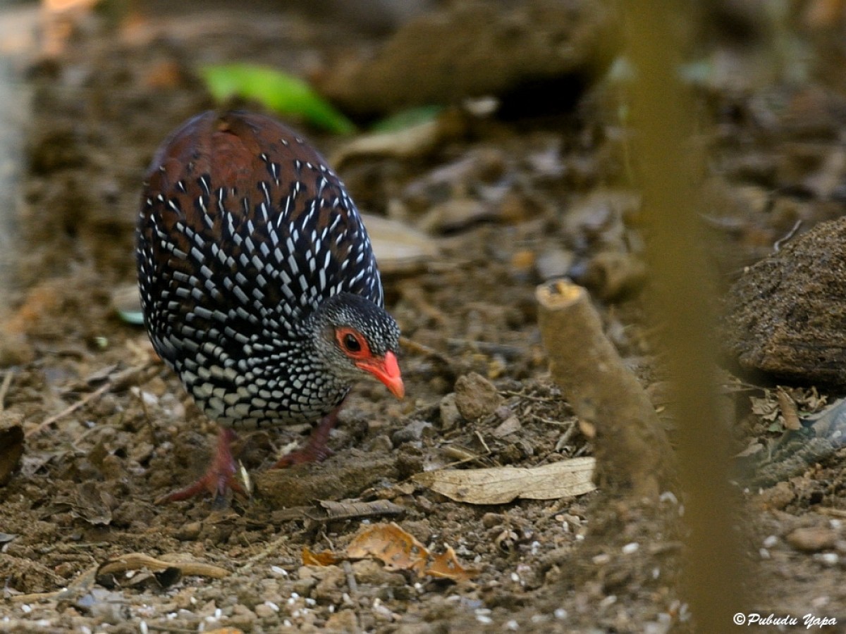 Galloperdix bicalcarata Forster, 1781